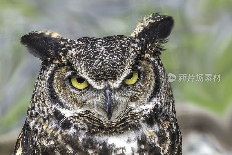 大角猫头鹰(Bubo virginianus)，也被称为虎猫头鹰或鸣猫头鹰。锡特卡,阿拉斯加。